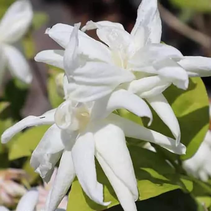 2 Belle of India Jasmine Plants Live, Climbing Jasmine Indoor Outdoor Live, Fragrant, 5-9" in Tall, No Pot, Hardy and Fast-Growing