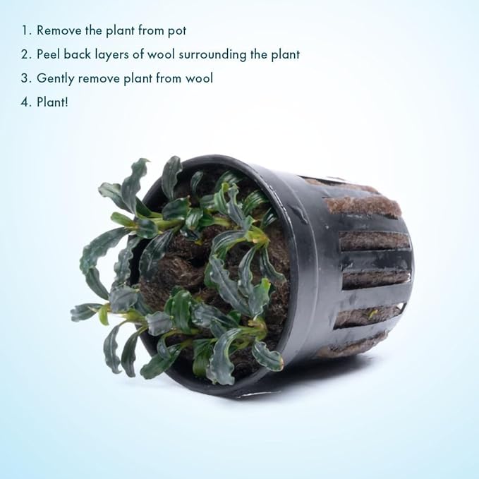 SubstrateSource Live Plants – Bucephalandra Brownie Adinda (Bucephalandra sp. 'Brownie Adinda') – Low to Medium Light, Dark Green w/Red Iridescence Color, Foreground to Midground – Pot, 1 Pack