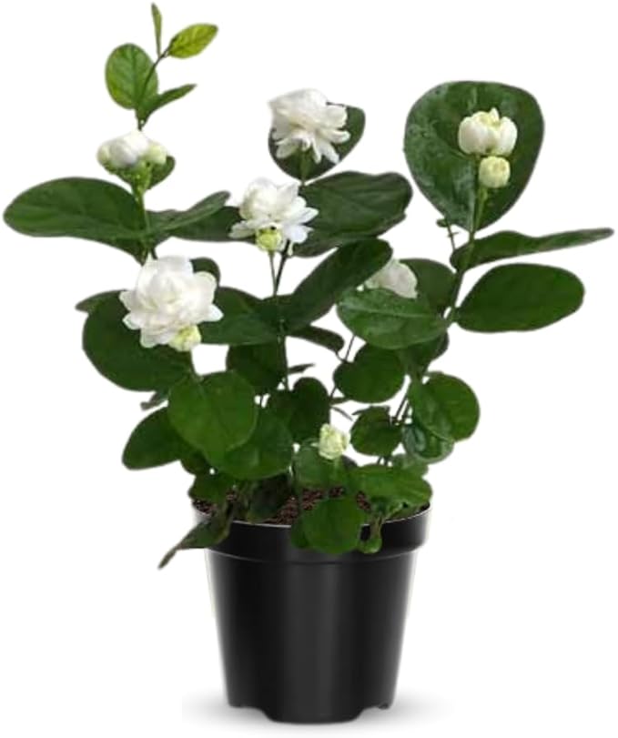 2 Jasmine Plants Live, Jasmine Flower Plant, 5 Inc Long, Annual Blooming Climbing Vine (Grand Duke)