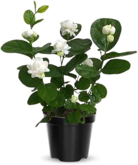 2 Jasmine Plants Live, Jasmine Flower Plant, 5 Inc Long, Annual Blooming Climbing Vine (Grand Duke)