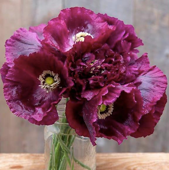 Black Beauty Poppy Seeds - Tall Dark Purple Poppy - Mixture of Doubles and Single Blooms - Approximately 300 Seeds