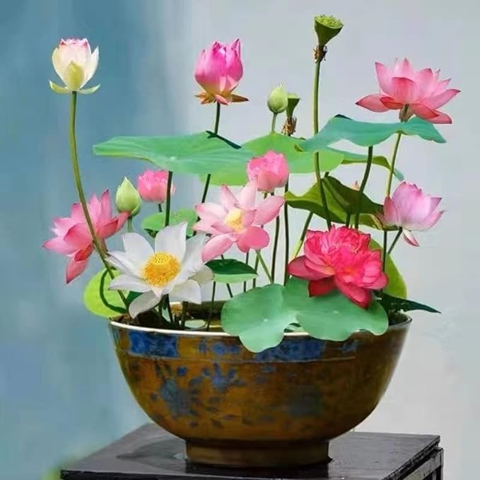 MEsay 10Pcs Mixed Color Bonsai Bowl Lotus Live Plants - Pre-Sprouted Water Beauties for Indoor and Outdoor Aquatic Settings