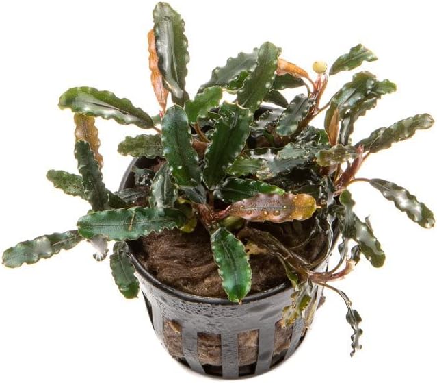 SubstrateSource Bucephalandra Titan Potted Live Aquarium Plant - Natural Freshwater Fish Tank Decorations, Aquatic Décor