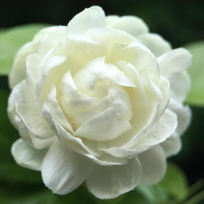 2 Duke of Tuscany Jasmine Plants Live, Climbing Jasmine Indoor Outdoor Live, Fragrant, 5-9" in Tall, No Pot, Hardy and Fast-Growing