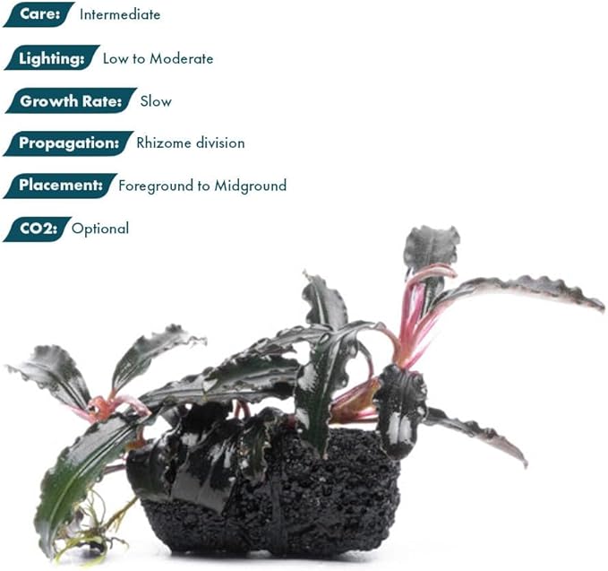SubstrateSource Live Plants - Bucephalandra Godzilla on Lava Stone (Bucephalandra sp.) - Low to Medium Light, Dark Green with Blue Iridescence, Foreground to Midground - Planted Decor, 3 Pack