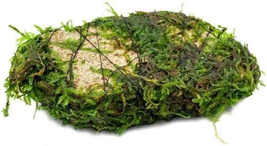 SubstrateSource Live Aquarium Plants on Driftwood, Lava Rock, Moss Mat - Freshwater Fish Tank Plants (Christmas Moss on Lava Stone)