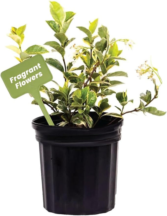 American Plant Exchange Variegated Confederate Jasmine – 6-Inch Pot – Live Fragrant Flowering Vine with Green and White Foliage for Hanging Baskets, Trellises, Patios & Outdoor Décor