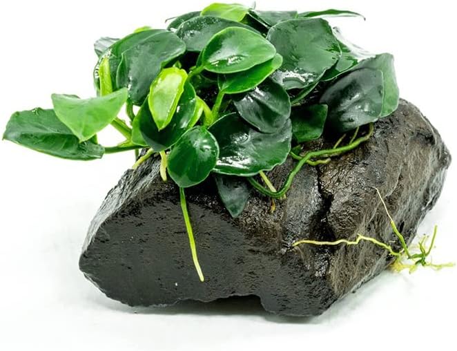 SubstrateSource Live Aquarium Plants on Driftwood, Lava Rock, Moss Mat - Freshwater Fish Tank Plants (Anubias Nana Petite, Driftwood (Small))