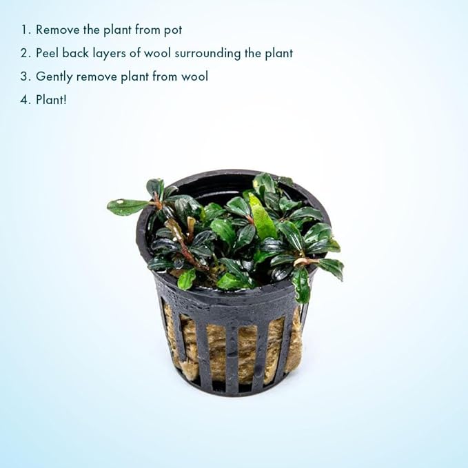 SubstrateSource Live Plants - Lamandau Mini Purple - Low to Medium Light Aquarium Display, Dark Green to Purple Accent, Foreground to Midground Aquatic Plant - Pot