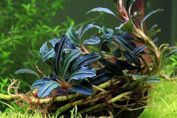 SubstrateSource Bucephalandra Kedagang Round Potted Live Aquarium Plant - Natural Freshwater Fish Tank Decorations, Aquatic Decor