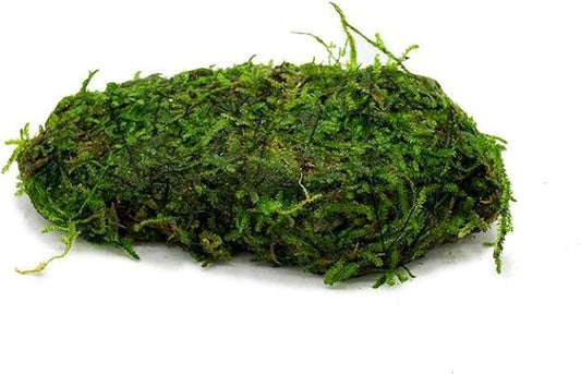 SubstrateSource Live Aquarium Plants on Driftwood, Lava Rock, Moss Mat - Freshwater Fish Tank Plants (Christmas Moss on Lava Stone)
