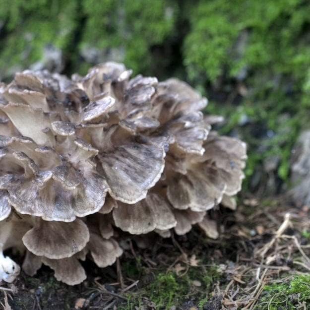 North Spore Organic Hen of The Woods (100 ct) Maitake Mushroom Plugs for Logs | Premium Quality Mushroom Plug Spawn | Handmade in Maine | Grow Gourmet Mushrooms Outdoors | Grifola frondosa