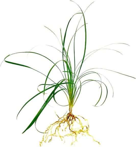 Mondo Grass Ophiopogon Japonicus | 200 Live Pips Bare Root Plants | Live Shade Loving Evergreen Groundcover Plants