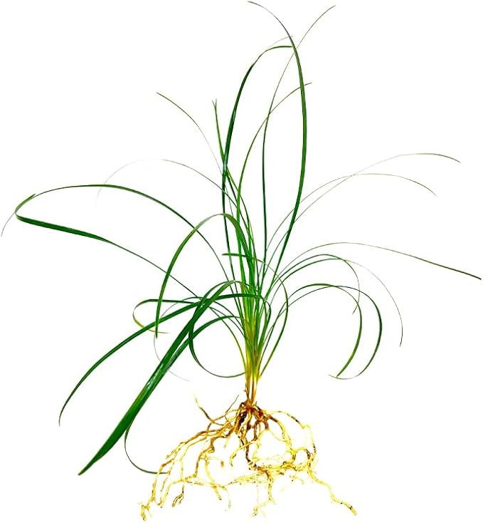 Mondo Grass Ophiopogon Japonicus | 10 Live Pips Bare Root Plants | Live Shade Loving Evergreen Groundcover Plants