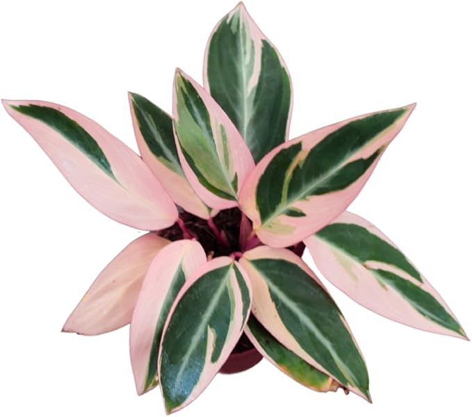 CoollectivePlants Stromanthe Triostar – 2 Live Plants in 2″ Growers Pot | Stromanthe Triostar Live Plant - Easy Care Low Maintenance Indoor Houseplants