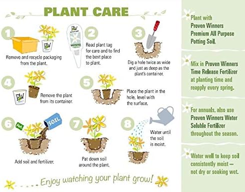 Proven Winners BRUPWP1016102 Queen of Hearts (Brunnera) Live Plant, 1 Gallon, Silver