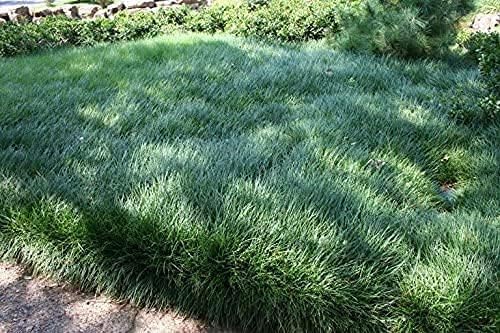 Mondo Grass Ophiopogon Japonicus | 10 Live Pips Bare Root Plants | Live Shade Loving Evergreen Groundcover Plants