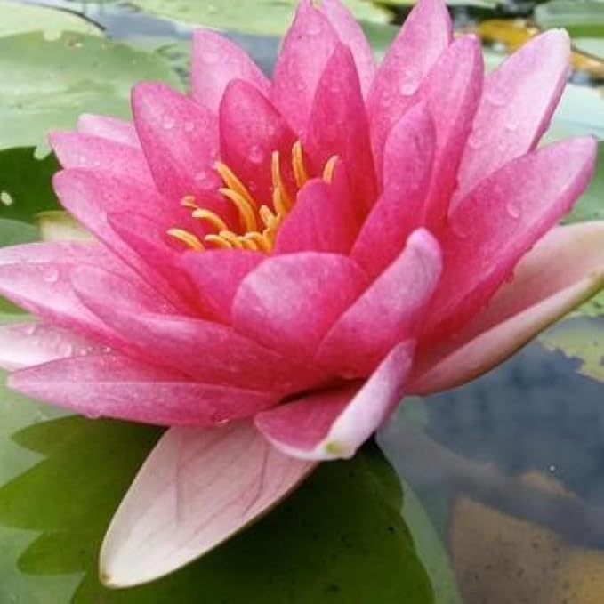 Rembrandt Live Perennial Water Lily Perfect Pond Plant Pre Grown Bare Root Waterlily Outdoor Koi Pond or Container Ponds Lillies pregrown Lilly pad