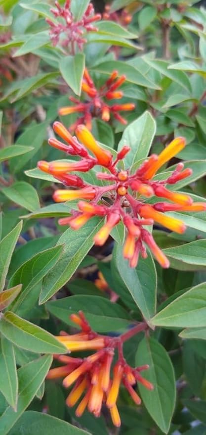 Firebush Firefly I 10 Live Plants I Dwarf Hamelia Patens I Brilliant Red Blooms, Compact Size, Heat and Drought-Resistant, Ideal for Patios and Small Gardens