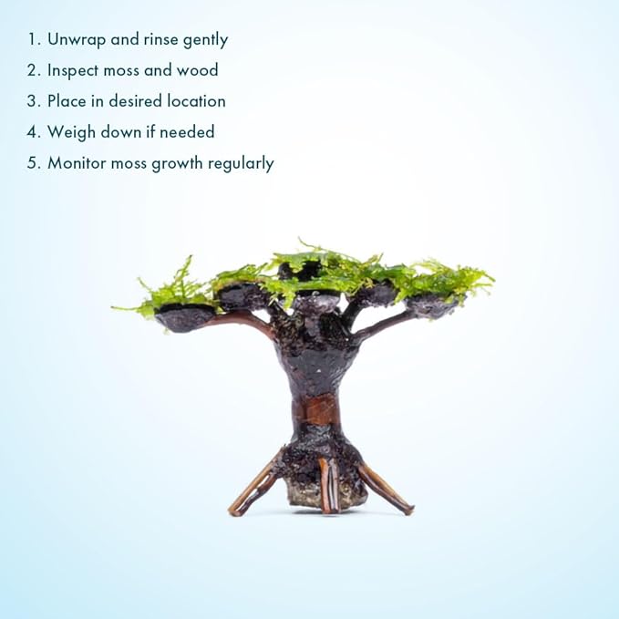 SubstrateSource Live Planted Bonsai - Java Moss on Bonsai Driftwood - Bright Green Aquascaping Decor for Freshwater Aquariums - Large