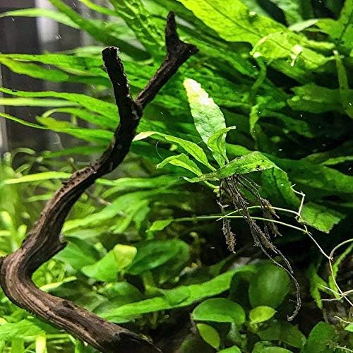 (Java Fern (Medium)) Anubias, Java Fern, Moss and more! Freshwater Live Aquarium Plants on Driftwood for Aquatic Tropical Fish Tank Decorations - Easy for Beginner by Greenpro