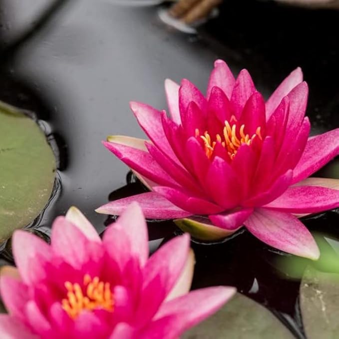Rembrandt Live Perennial Water Lily Perfect Pond Plant Pre Grown Bare Root Waterlily Outdoor Koi Pond or Container Ponds Lillies pregrown Lilly pad