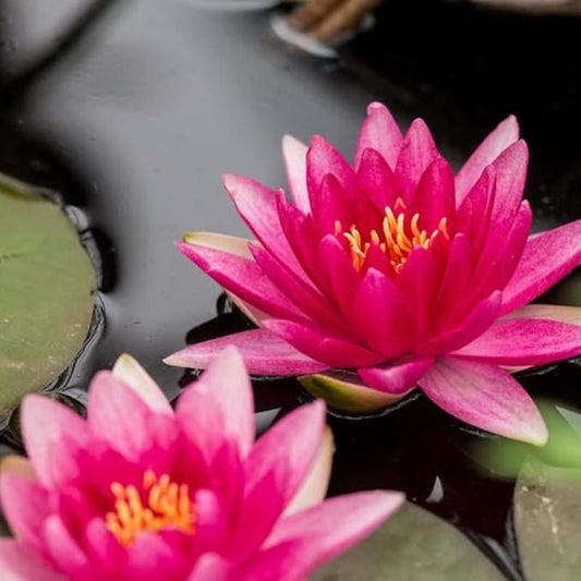 Rembrandt Live Perennial Water Lily Perfect Pond Plant Pre Grown Bare Root Waterlily Outdoor Koi Pond or Container Ponds Lillies pregrown Lilly pad