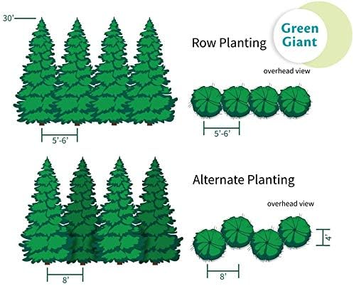 Brighter Blooms - Thuja Green Giant, 5-6 Feet - Live Plant - No Shipping to AK, AZ, HI, OR