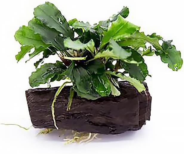 SubstrateSource Live Aquarium Plants on Driftwood, Lava Rock, Moss Mat - Freshwater Fish Tank Plants (Bucephalandra Green Wavy, Driftwood (Small))