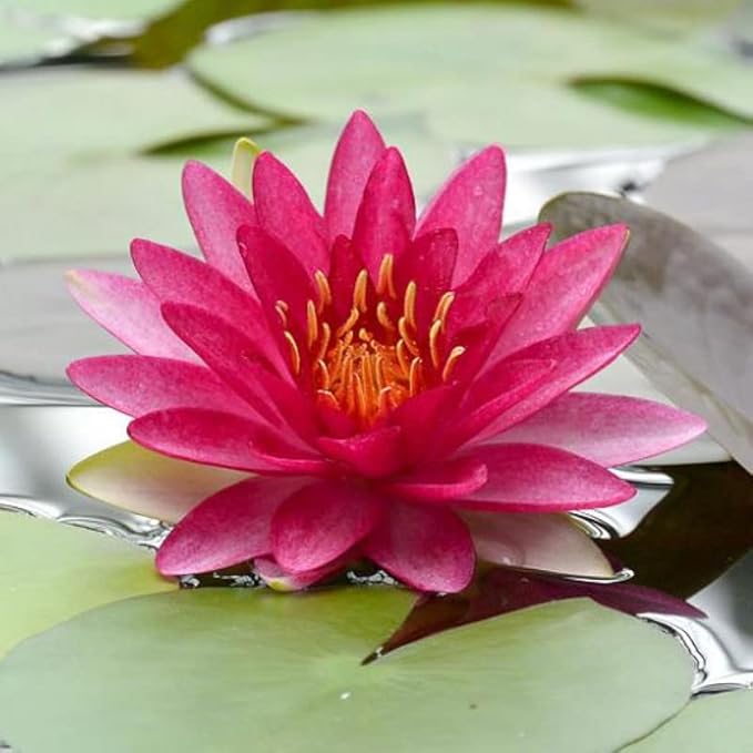 Attraction Live Perennial Water Lily Perfect Pond Plant Pre Grown Bare Root Waterlily Outdoor Koi Pond or Container Ponds Lillies pregrown Lilly pad
