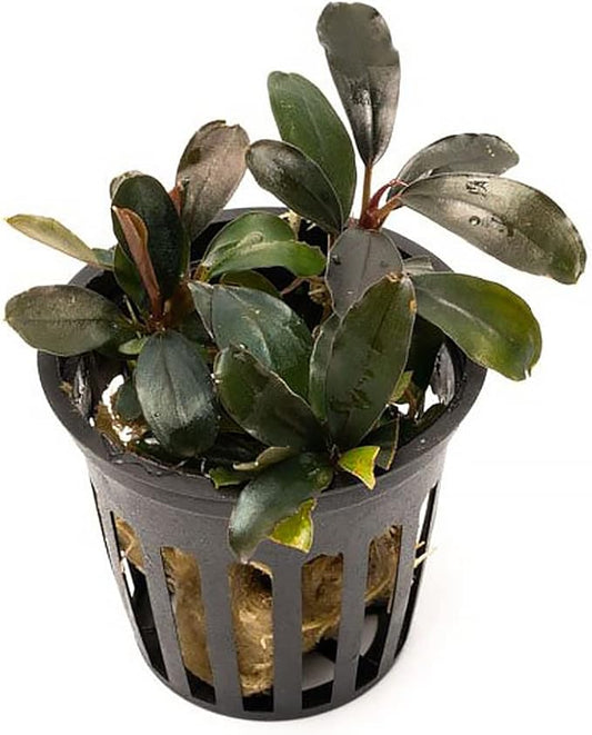 SubstrateSource Bucephalandra Black Pearl Potted Live Aquarium Plant - Natural Freshwater Fish Tank Decorations, Aquatic Décor