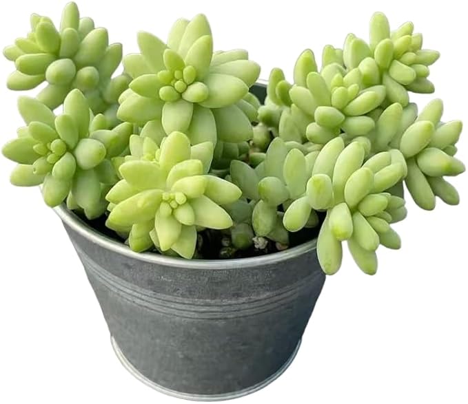 Donkey's Tail with 4" Vintage Metal Pot, Live Sedum Morganianum-Burro's Tail Succulent with Soil Mix, Rare House Plant for Home Office Wedding Indoor Outdoor Decoration, DIY Projects, Party Favor