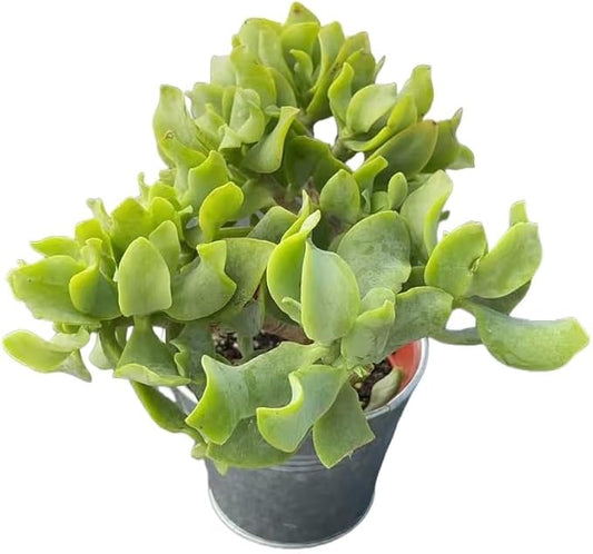 Ripple Jade with Vintage Metal Pot, Live Crassula Arborescens Undulatifolia, Rare Cute Succulent Plant in 4" Planter, Home Office Décor