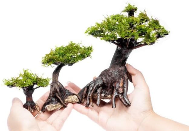 SubstrateSource Live Aquarium Plants on Driftwood, Lava Rock, Moss, Fiber Mat - Freshwater Fish Tanks - Easy, Beginner Friendly (Moss on Bonsai Tree, (Medium))