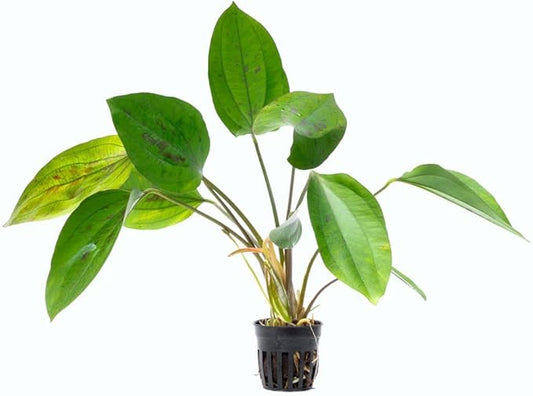 SubstrateSource Live Plants - Echinodorus cordifolius 'Hybrid' - Medium Light, Bright Green Accent for Background Freshwater Aquascaping in Community or Biotope Planted Aquarium - Pot