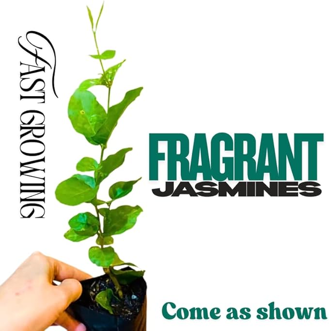 2 Random Jasmine Plants Live, Climbing Jasmine Indoor Outdoor Live, Fragrant, 5-9" in Tall, No Pot, Hardy and Fast-Growing