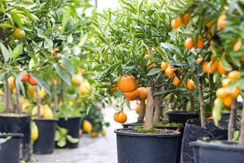 GARDENERA Citrus Tree Potting Soil Mix, Special Blend for Indoor Oranges, Lemons, Limes and More - (5 Quart Bag)