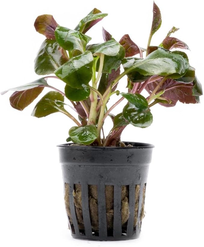 SubstrateSource Live Plants - Lobelia Cardinalis (Lobelia cardinalis) - Moderate to High Light, Bright Green Accent Freshwater Aquatic Stem Plant, Midground Placement for Aquascaping - Pot, 3 Pack