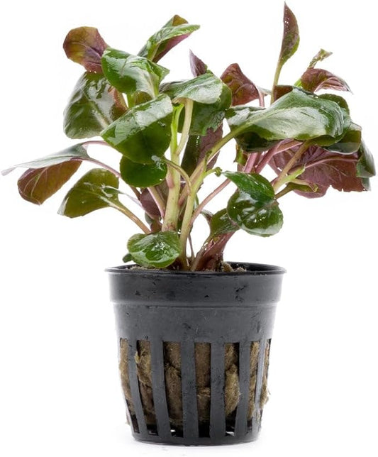 SubstrateSource Live Plants - Lobelia Cardinalis (Lobelia cardinalis) - Moderate to High Light, Bright Green Accent Freshwater Aquatic Stem Plant, Midground Placement for Aquascaping - Pot, 3 Pack