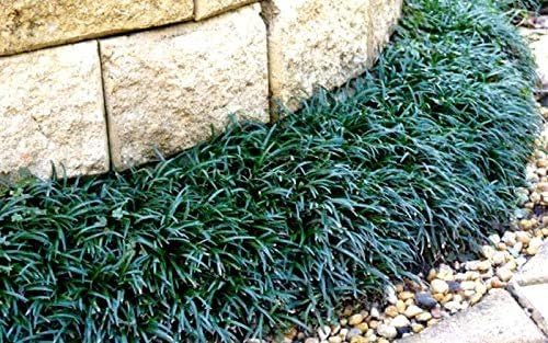 Dwarf Mondo Grass | 1 Large Gallon Size Plant | Ophiopogon Japonicus Nanus | Live Evergreen Shade Loving Groundcover