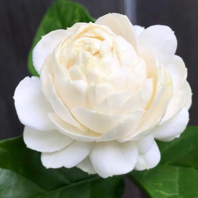 2 Duke of Tuscany Jasmine Plants Live, Climbing Jasmine Indoor Outdoor Live, Fragrant, 5-9" in Tall, No Pot, Hardy and Fast-Growing