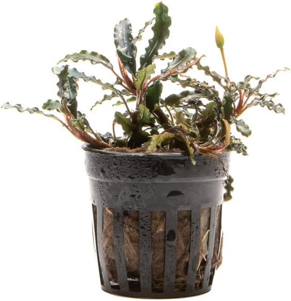 SubstrateSource Bucephalandra Titan Potted Live Aquarium Plant - Natural Freshwater Fish Tank Decorations, Aquatic Décor
