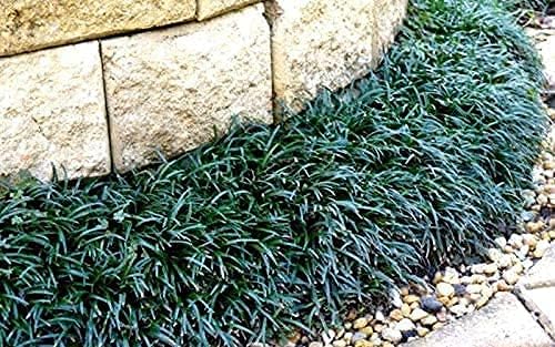 Dwarf Mondo Grass | 12 Large Quart Size Plants | Ophiopogon Japonicus Nanus | Shade Loving Evergreen Ground Cover