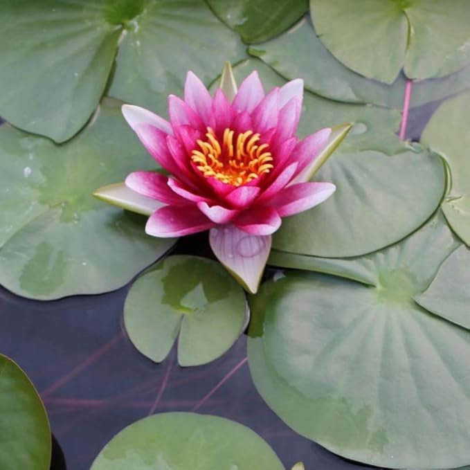 Attraction Live Perennial Water Lily Perfect Pond Plant Pre Grown Bare Root Waterlily Outdoor Koi Pond or Container Ponds Lillies pregrown Lilly pad