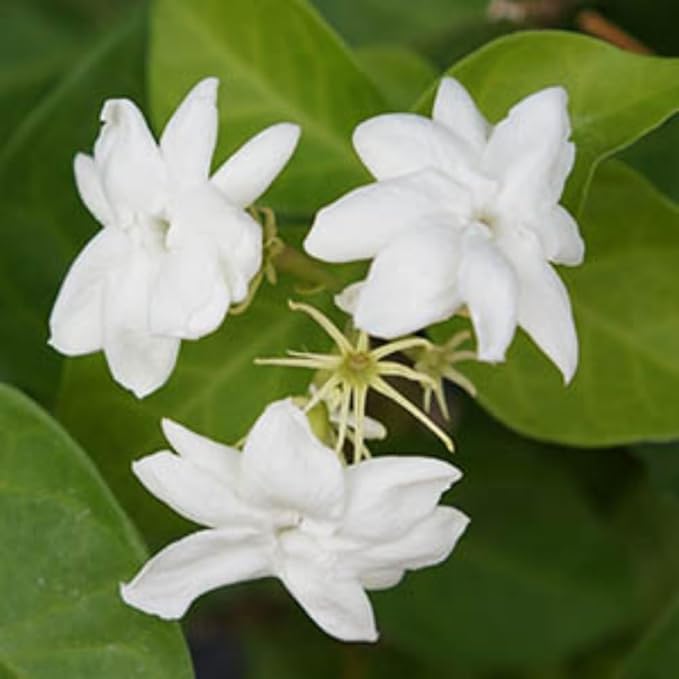 2 Jasmine Plants Live, Jasmine Flower Plant, 5 Inc Long, Annual Blooming Climbing Vine (Maid of Orleans Arabian)