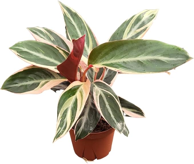 CoollectivePlants Stromanthe Triostar - Live Plant in 6″ Grower’s Pot, Stromanthe Triostar Live Plant, Easy Indoor House Plants, Low Maintenance Houseplant (6″ Wide Pot)