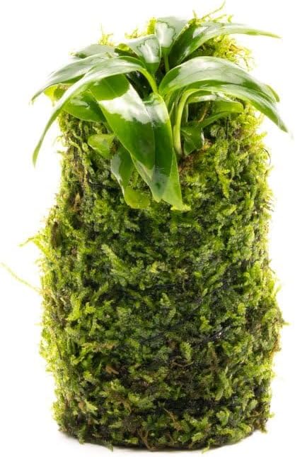 SubstrateSource Live Aquarium Plants on Driftwood, Lava Rock, Moss, Fiber Mat - Freshwater Fish Tanks - Easy, Beginner Friendly (Anubias Minima on Christmas Moss Tower)