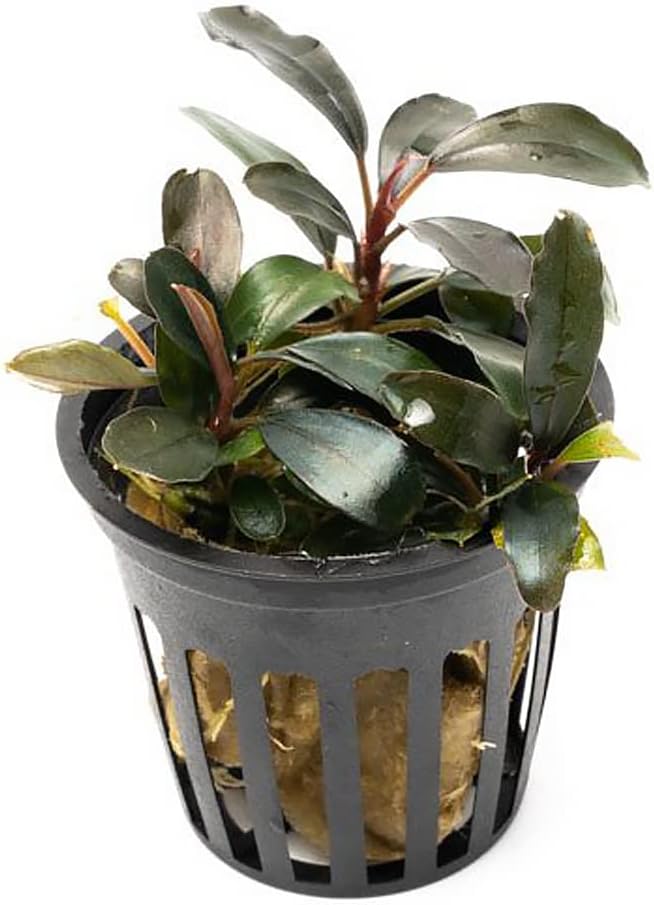 SubstrateSource Bucephalandra Black Pearl Potted Live Aquarium Plant - Natural Freshwater Fish Tank Decorations, Aquatic Décor