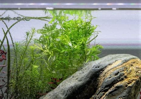 SubstrateSource Live Aquarium Stem Plants - Freshwater Aquatic Plant for Fish Tanks, Aquascaping - (Water Wisteria Hygrophila Difformis, 1 Bunch)