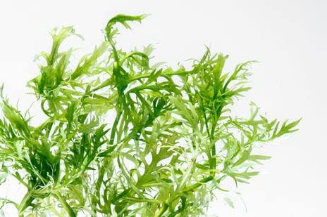 SubstrateSource Live Aquarium Stem Plants - Freshwater Aquatic Plant for Fish Tanks, Aquascaping - (Water Wisteria Hygrophila Difformis, 4 Bunches)
